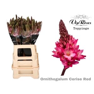 ORNIT MOUNT FUJI CERISE RED