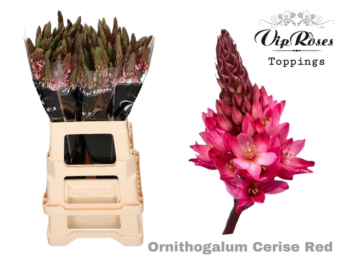 <h4>ORNIT MOUNT FUJI CERISE RED</h4>