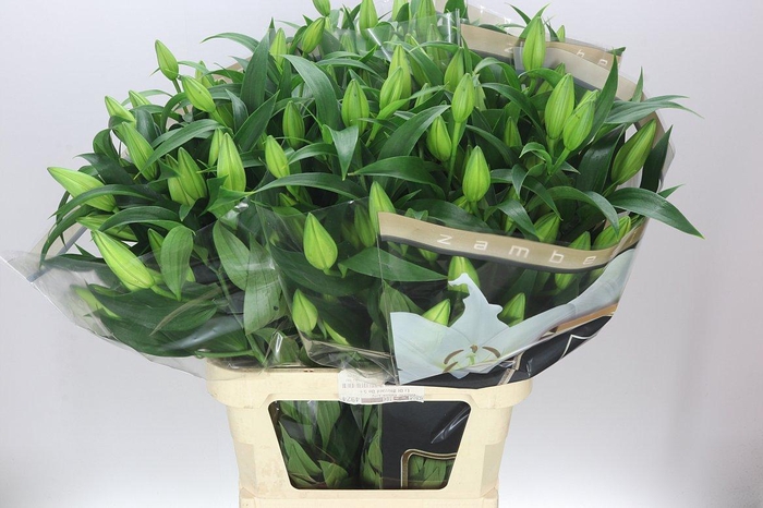 <h4>Lil Or Zambesi Ex</h4>