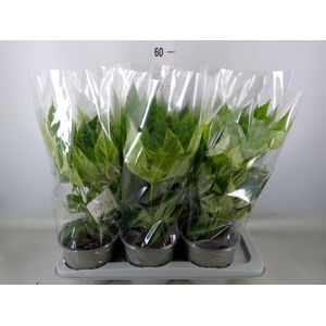 Fatsia japonica 'Variegata'