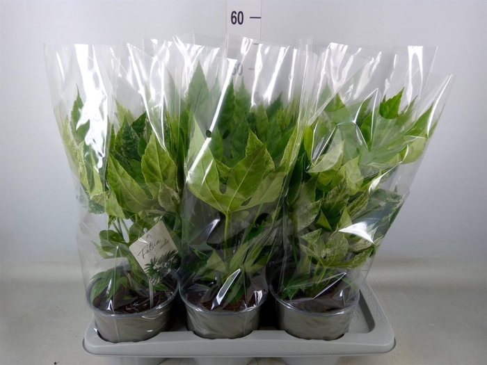 <h4>Fatsia japonica 'Variegata'</h4>