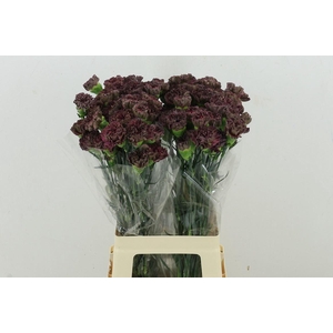 Di St Copper Extasis