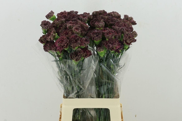 <h4>Di St Copper Extasis</h4>