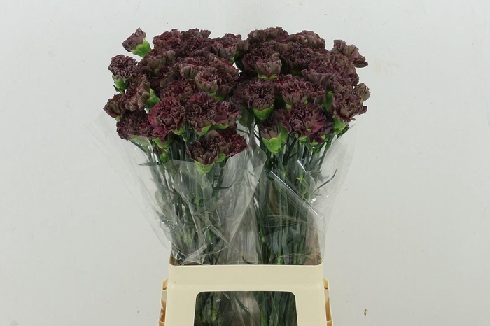 <h4>Di St Copper Extasis</h4>