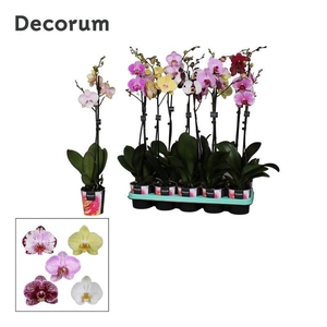 Phalaenopsis 1 tak Decorum 9+ bloem mix