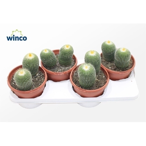 Notocactus Leninghausi Inermis (group)