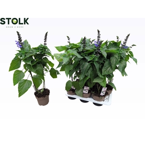 SALVIA BLACK & BLOOM