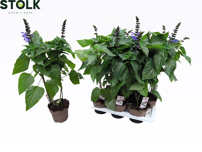 <h4>SALVIA BLACK & BLOOM</h4>