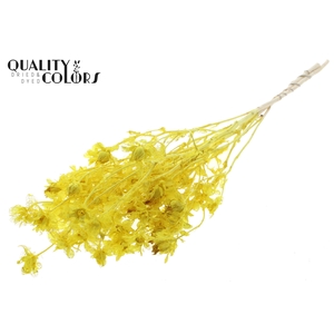 Carthamus per bunch Intense Yellow