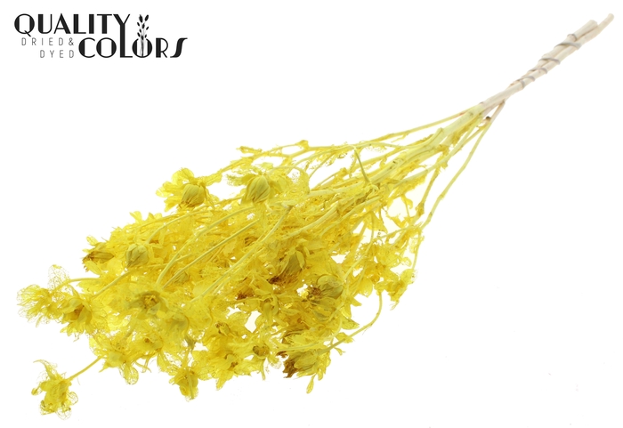 <h4>Carthamus per bunch Intense Yellow</h4>