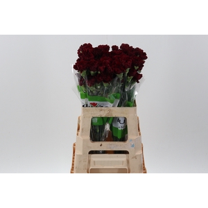 Di St Zurigo 60cm