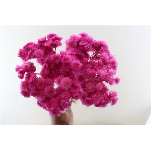 Dried Immortelle Fuchsia 10pcs Bunch Slv