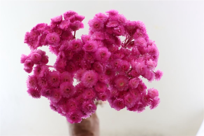 <h4>Dried Immortelle Fuchsia 10pcs Bunch Slv</h4>