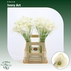 Calla Ivory Art