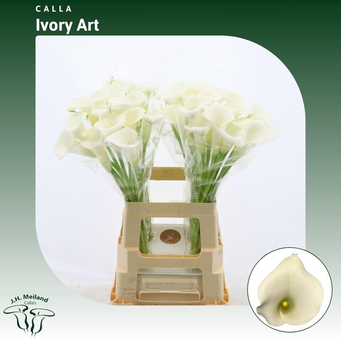 <h4>Calla Ivory Art</h4>