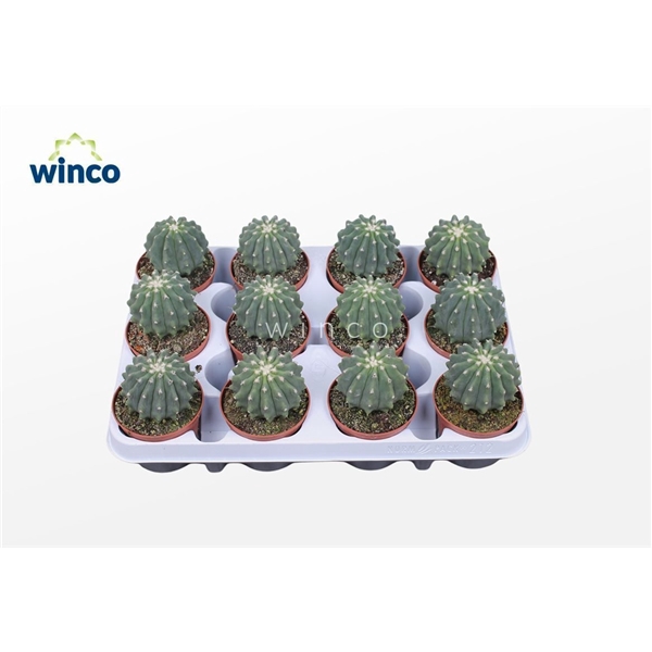 <h4>Ferocactus Glaucescends Inermis</h4>