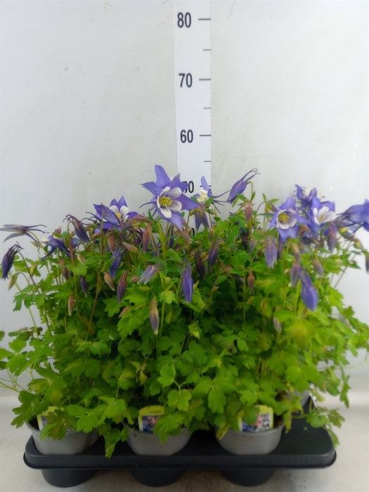<h4>Aquilegia   ...</h4>