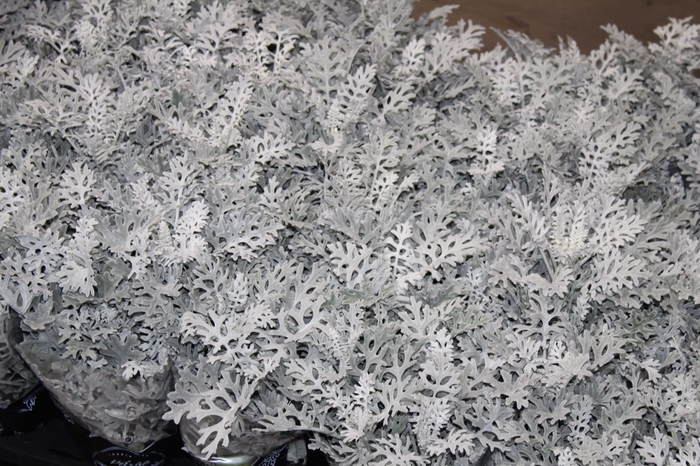 <h4>CINERARIA MARITIMA P14</h4>