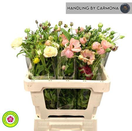 <h4>Ranunculus Moderna Dolce</h4>