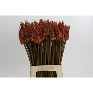 Kniphofia Alcazar