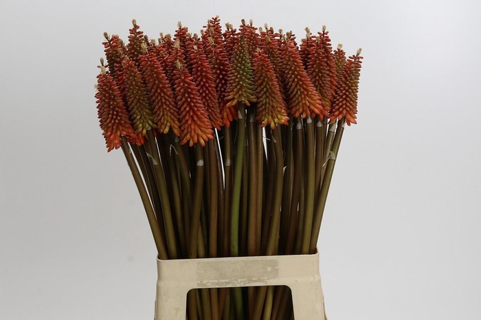 Kniphofia Alcazar