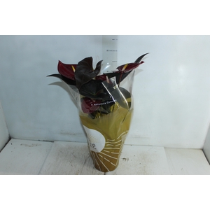 ANTHURIUM DELICATA P17