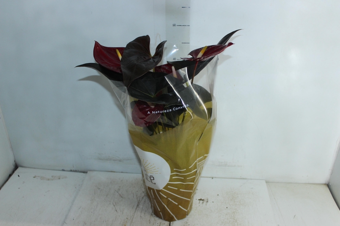 <h4>ANTHURIUM DELICATA P17</h4>