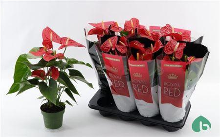 <h4>Anthurium Michigan 5+</h4>