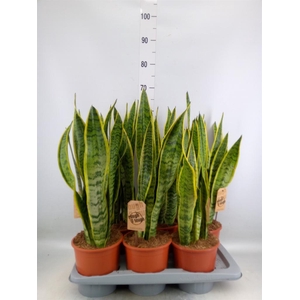 Sansevieria trifa. 'Laurentii'