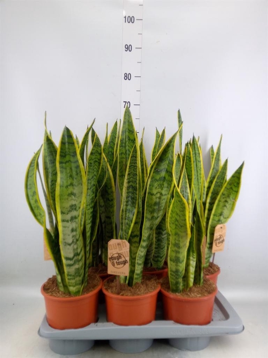 <h4>Sansevieria trifa. 'Laurentii'</h4>