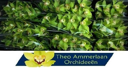 <h4>Nandy Green 60 x10</h4>