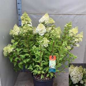 Hydrangea paniculata 40Ø 120cm 40fl