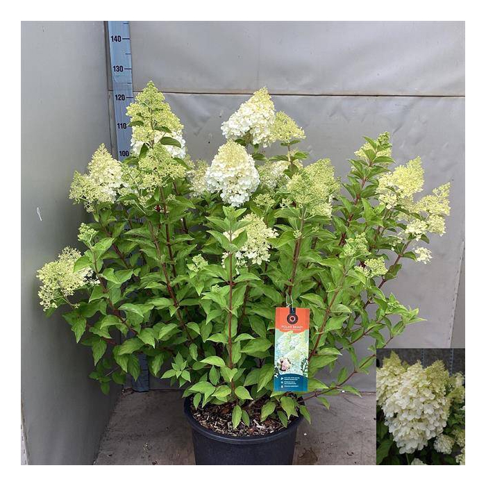 <h4>Hydrangea paniculata 40Ø 120cm 40fl</h4>