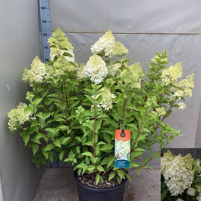 Hydrangea paniculata 40Ø 120cm 40fl