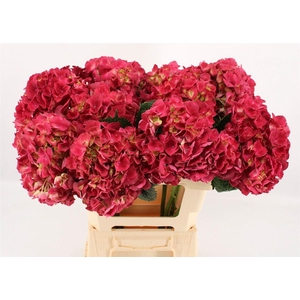 Hydr M Magical Trophy Red