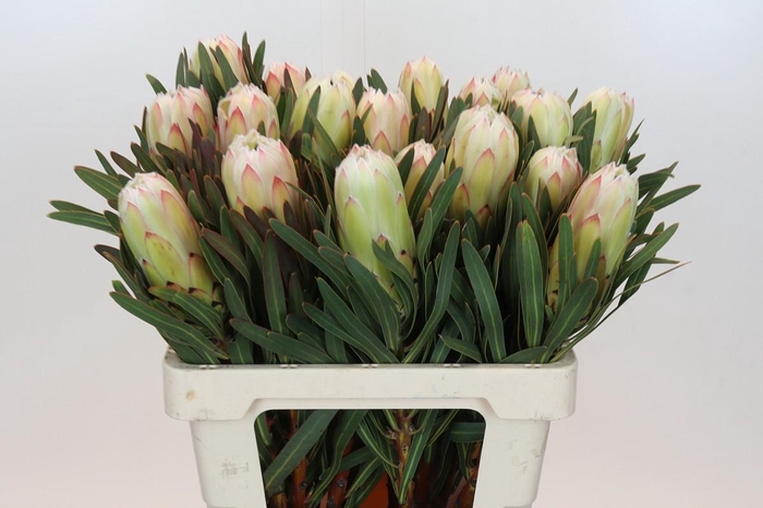 Protea White Night