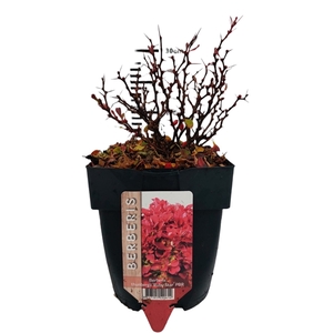 Berberis thunbergii 'Ruby Star'® P17