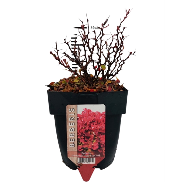 <h4>Berberis thunbergii 'Ruby Star'® P17</h4>