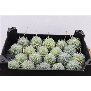 WAX APPEL H%