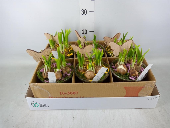 <h4>Arr.  Narcissus</h4>