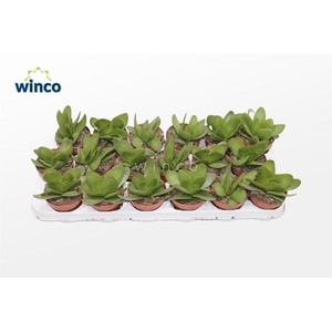 Crassula Cotyledonis Verde