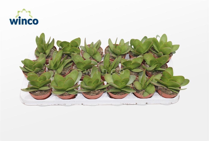 Crassula Cotyledonis Verde