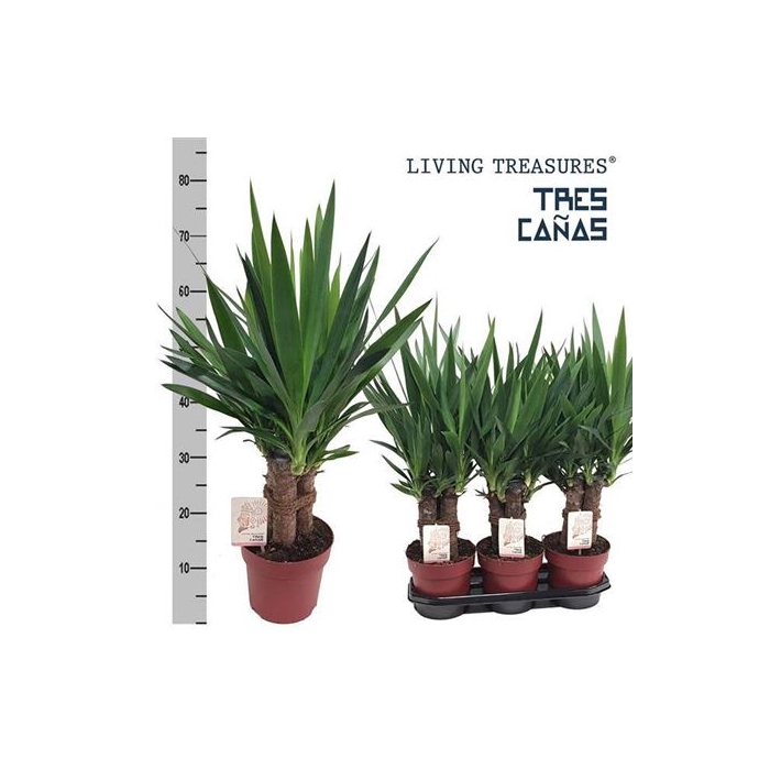 <h4>Yuc Elephantipes Tres Canna</h4>