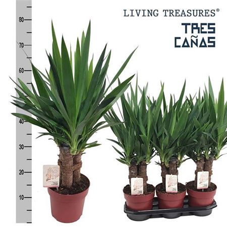 <h4>Yuc Elephantipes Tres Canna</h4>