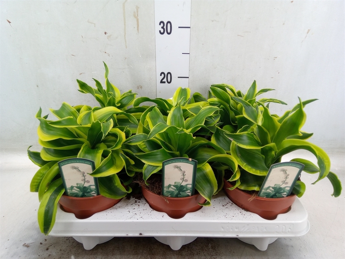<h4>Dracaena frag. 'Tornado'</h4>