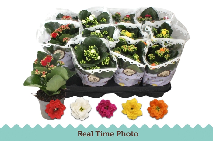 <h4>KAL GE GEM 5 KL</h4>