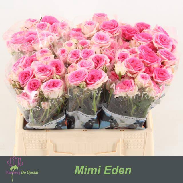 <h4>Rosa spray mimi eden</h4>