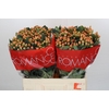 Hypericum Mellow Romance