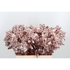 Hypericum Kl Bh Champagne