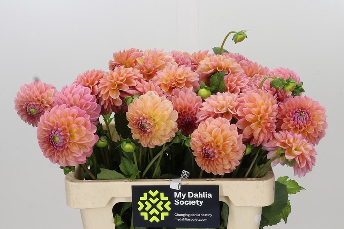 <h4>Dahlia Linda's Baby</h4>